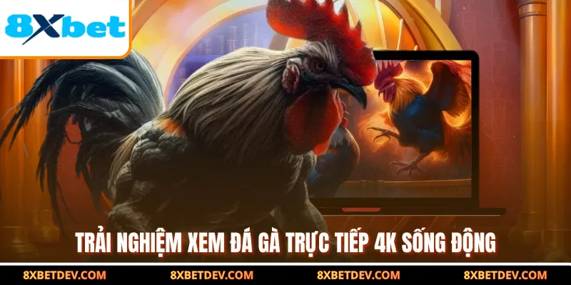 Trải nghiệm xem đá gà trực tiếp 4K sống động